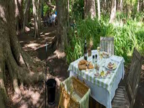 Vergelegen Camphor Forest Picnic