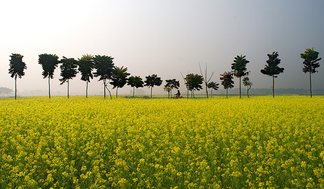Mustard fields in West Bengal India. Photo by Abhijit Kar Gupta