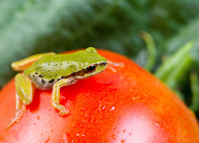 Kermit posed coyly on the tomato, poised to make his debut on social media.