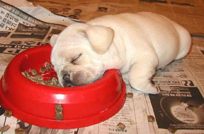 Puppy napping in food bowl
