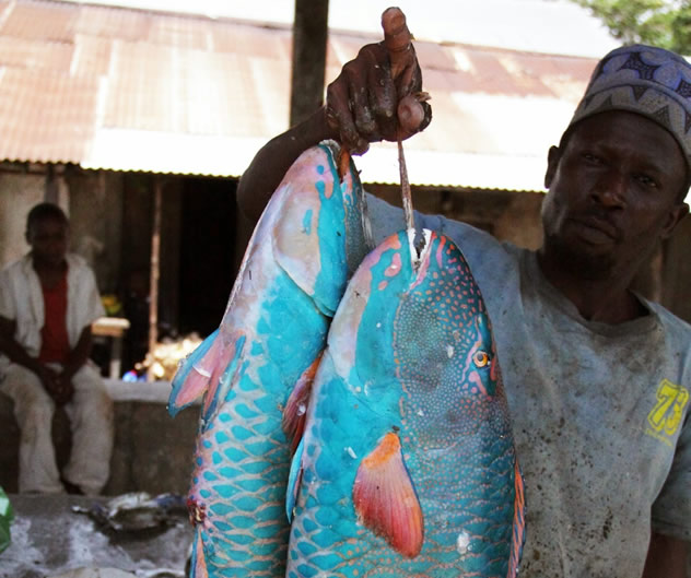 Parrot fish at the Mkokotoni Fish Market