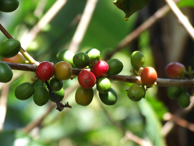 Coffee beans on a tree