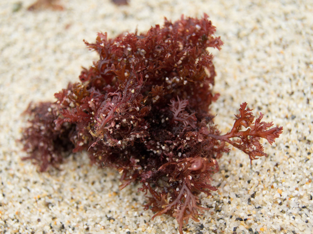 Seaweed at Moss Beach