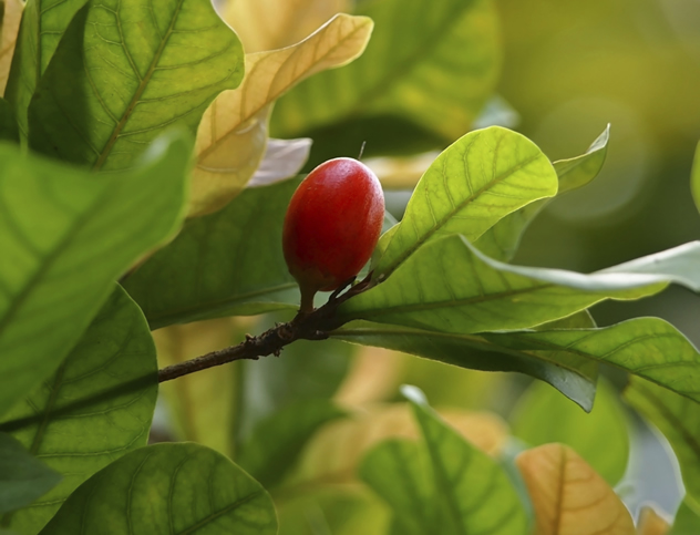 Synsepalum dulcificum – also known as miracle fruit.