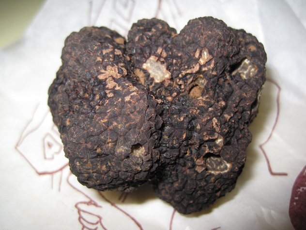 Perigord truffle by Sean Gillies
