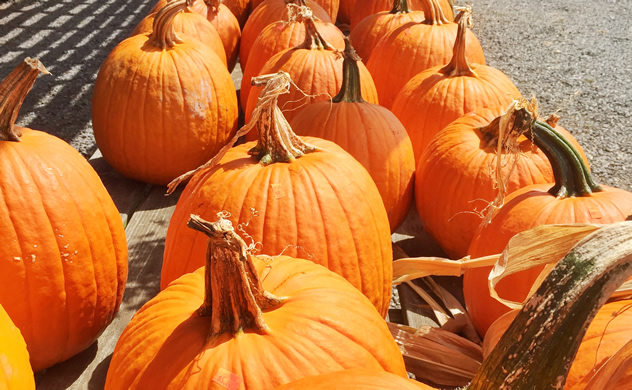 Pumpkins, ripe and ready to go.