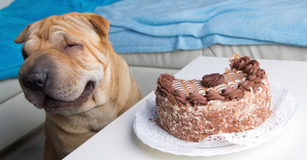 Ernie was watching his rolls, but WAIT DON'T EAT THAT ERNIE, CHOCOLATE IS TOXIC FOR DOGS! Photo: iStock.