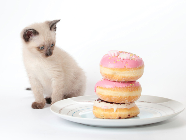 Stewy declined a doughnut. But his wise dining companion ordered some extras, just in case. Photo: iStock.