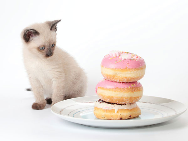 Cat-doughnuts