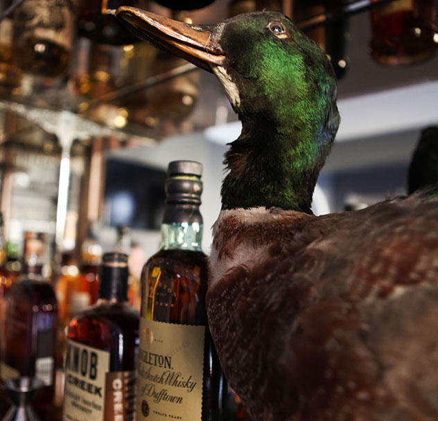 A taxidermied duck guards the hard tack at The Vic. Photo supplied.