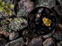 Likoké mussels. Photo by Pieter D'Hoop
