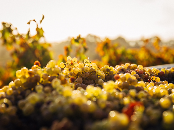 Will there be a wine drought?