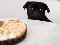 Resist his puppy-dog eyes