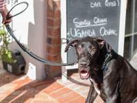 A dog at Big Dog Café