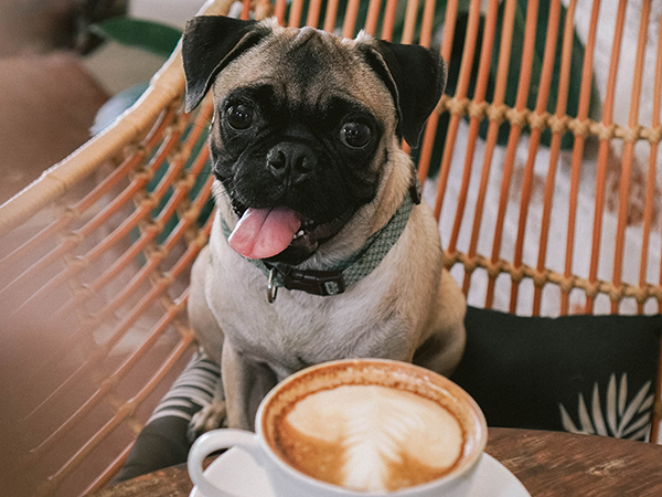 Pet-friendly restaurants for you and your pooch