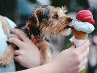 dog eating ice cream