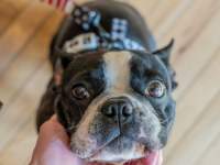 puppuccino-restaurants