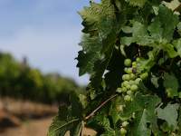 wine grapes