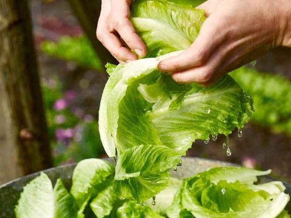 woolworths-farm-to-fork-lettuce