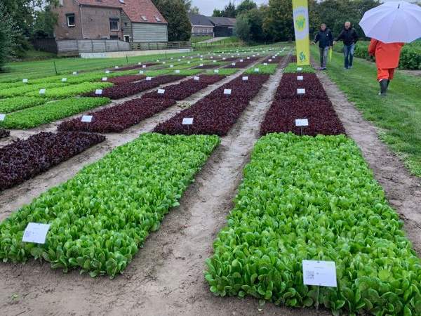 woolworths-farm-to-fork-lettuce
