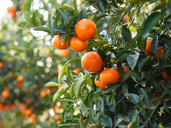 The source: discovering the citrus bliss of flavourful ClemenGold® mandarins