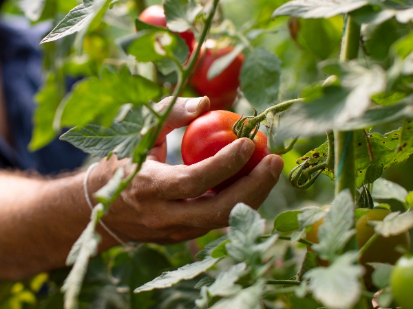 How far should restaurants go to source locally?